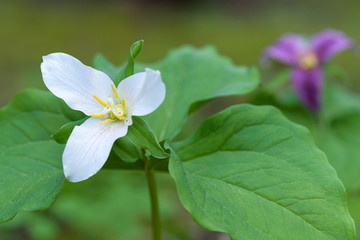 Close up of a trillium in the forest
