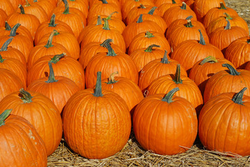 pumpkin harvest