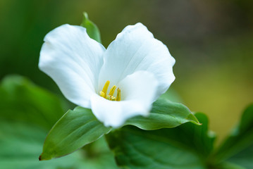 Close up of a trillium in the forest
