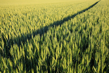 wheat growing