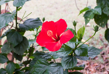 Red hibiscus flower