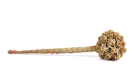 Ear of barley on white background