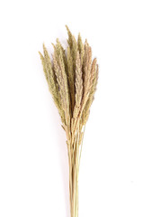 Fototapeta premium Ear of barley on white background