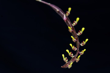 Isolate orchid flower