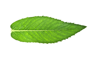 Fototapeta premium Fresh melissa leaf isolated on a white background