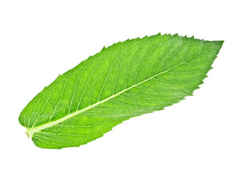 Obraz premium Fresh melissa leaf isolated on a white background