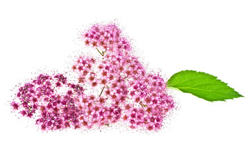 Red wild flower isolated on white background