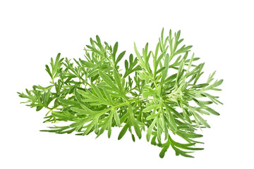 Sagebrush twig isolated on white background