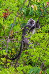 Portrait of rare Silvered Langur (Presbytis cristatus ) in real nature 