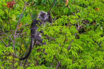 Portrait of rare Silvered Langur (Presbytis cristatus ) in real nature 