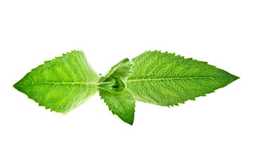 Fresh melissa isolated on a white background