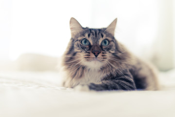 Grey cat lying on bed