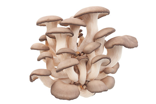oyster mushroom on white