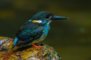 Close up of Blue-banded kingfisher(Alcedo euryzona)  in real nature in Thailand