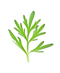 Sagebrush twig isolated on white background