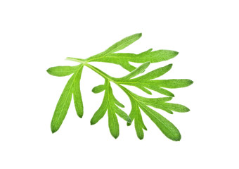 Sagebrush twig isolated on white background