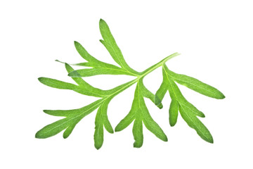 Sagebrush twig isolated on white background