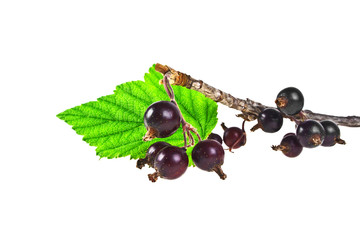Branch of black currant on a white background