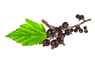 Branch of black currant on a white background