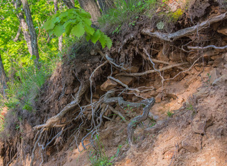 The curving roots of a tree on a hillside in the woods. Summer, green leaves.