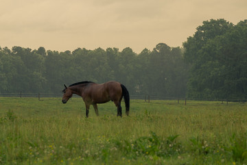 Single horse in the field.