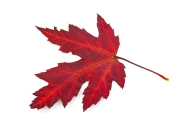 maple autumn leaf on white background