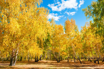 Autumn forest with yellow trees at sunny day