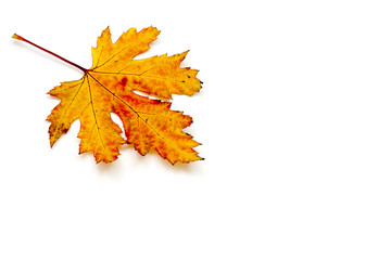 maple autumn leaf on white background