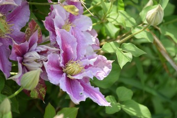 Blüte von Clematis vitalba