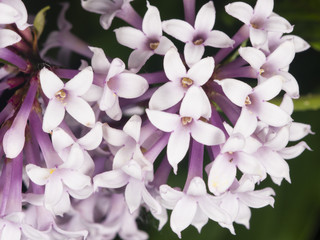Blossom Persian lilac, Syringa persica, background, macro, selective focus, shallow DOF