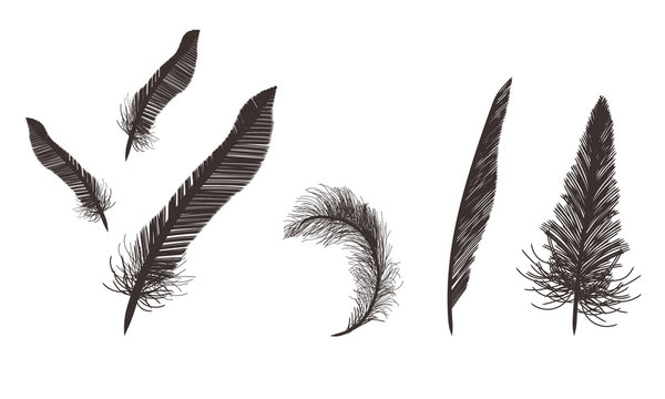 34 Best 黒い羽 Images Stock Photos Vectors Adobe Stock