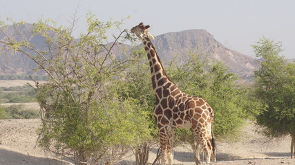 Giraffe bei der Liebslingsbeschäftigung