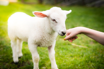 A lamb and a childs hand