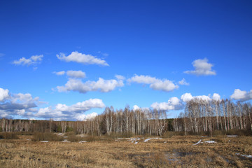 Fototapeta na wymiar birch grove in early spring