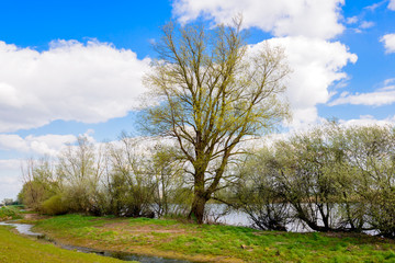 Fresh young leaves at the branches of budding trees