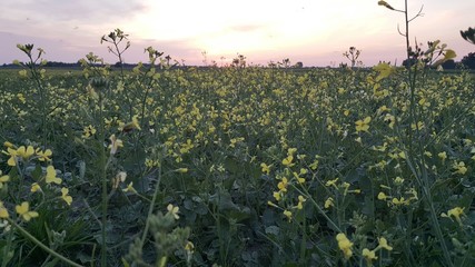 Kwiaty na łące © michalsen