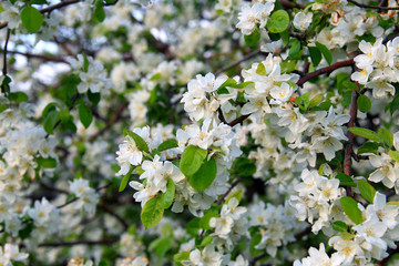 apple tree in bloom