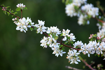 apple tree in bloom