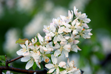 apple tree in bloom
