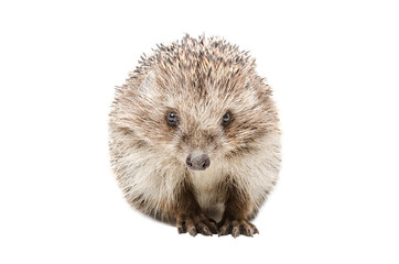 Portrait of a pretty hedgehog