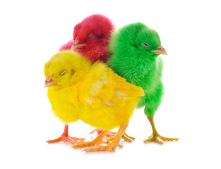 Three chicks in front of white background.