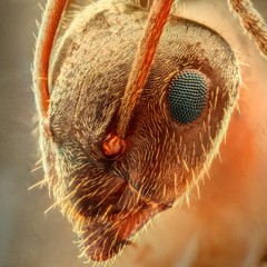 extreme insect macro