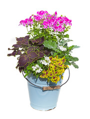 Serveral garden flowers in a enamel bucket.