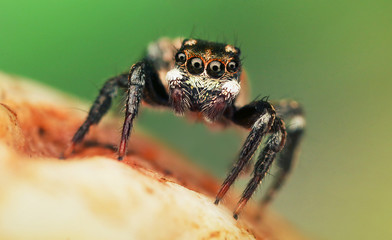 extreme insect macro
