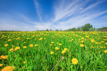 Yellow flowers field under blue cloudy sky