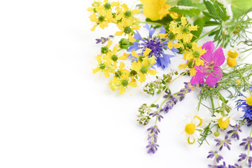 herbal flowers on white background
