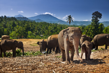 Obraz premium Elephant herd, Sri Lanka