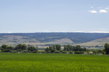 Irrigation system on green corn farm field 