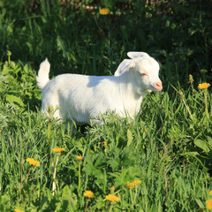 Obraz premium goatling on a meadow