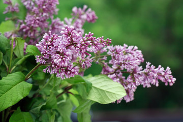 Fototapeta na wymiar Lilac Purple Twig